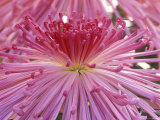 Crysanthemum  Sensoji Temple  Asakusa  Tokyo  Japan