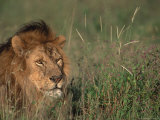 Portrait of Male African Lion  Tanzania