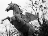 Winged Horse Statue  Mirabellgarten  Salzburg  Austria