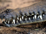Mouth of Freshwater Crocodile  Australia