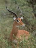 Wild Male Impala  Tanzania