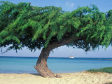 Kwihi Tree  Aruba  Caribbean