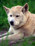 Dingo  Australia