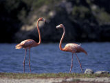 Pink Flamingos on Lake Goto Meer  Bonaire  Caribbean