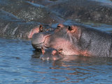Mother and Young Hippopotamus  Serengeti  Tanzania