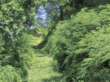 View of Path Through Trees  Bermuda  Caribbean