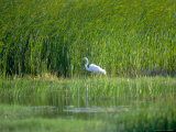 Egret  Aruba  Caribbean