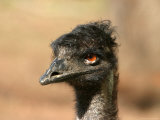 Emu  Australia