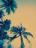 Palm Trees on Felidu Atoll  Maldives