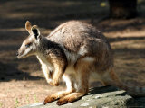 Kangaroo  Taronga Zoo  Sydney  Australia