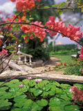 Tropical Blossoms at the Coral Reef Club Entrance  Barbados