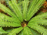 Crown Fern  Catlins  South Island  New Zealand