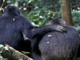 Male Chimpanzee Seeks Another for Support  Gombe National Park  Tanzania