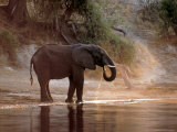 Elephant at Water Hole  South Africa