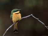 Little Bee Eater  Kenya