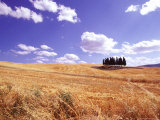 After Wheat Harvest in the Hills surrounding Siena  Tuscany  Italy