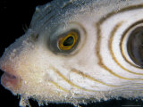 Striped Puffer  Papua New Guinea