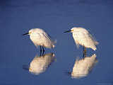 Snowy Egrets with Reflections