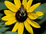 Golden Northern Bumble Bee on Black-Eyed Susan
