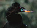 Male Anhinga in Breeding Plumage