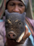 Huli Woman Holding a Pig  Tari  Papua New Guinea  Oceania