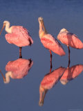 Roseate Spoonbills Preening
