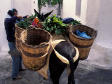 Pack Mule at Market  Santorini  Greece