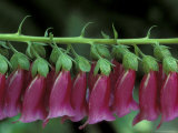 Foxglove  Bend  Oregon  USA