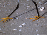 Snowy Egret Feet