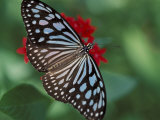 Butterfly World  Ft Lauderdale  Florida  USA
