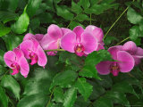 Hybrid Orchid  Lincoln Park Conservatory  Chicago  Illinois