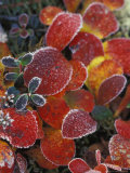 Fall-Colored Bearberry and Dwarf Cranberries  Wonder Lake  Denali National Park  Alaska  USA
