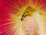 Spotted Cucumber Beetle on Hybrid Daylily