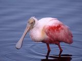 Roseate Spoonbill