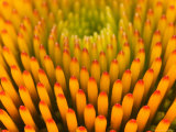 Pattern in Coneflower