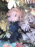 Diver Peers Out From Crevice  Flanked by Brilliant Sea Fans and Soft Corals  Fiji  Oceania