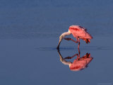 Roseate Spoonbill Scratching its Neck