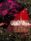 Gypsies Pick Jasmine Flowers  Grasse  France