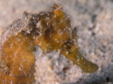 Seahorse  Kaveing  Papua New Guinea