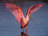 Roseate Spoonbill with Wings Spread