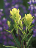 Sulfur Paintbrush  Pawnee National Grassland  Colorado  USA