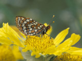Anicia Checkerspot  Mt Evans  Colorado  USA