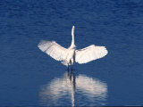 Great Egret Standing in Water with Wings Spread