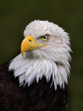 Adult Bald Eagle