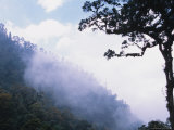 Cloud Forest near Fuentes Georginos and Quatzaltenango  Guatemala
