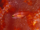 Unidentified Cardinalfish in Soft Coral  Kimbe Bay  West New Britain  Papua New Guinea