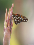 Gulf Fritallary