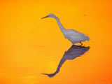 Great Egret Wading and Fishing at Sunset