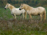 White Wild Horses  Camargue  France