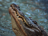 Alligator Bellowing